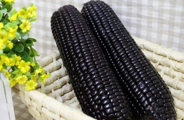 Black Zea mays  Corn