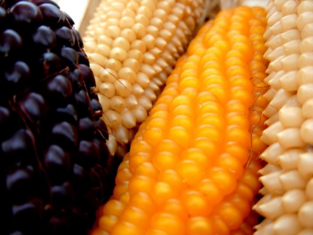Interracial Corn